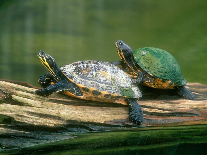 Two Turtles on Log — Green