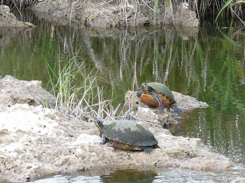 Two Turtles on Rocks