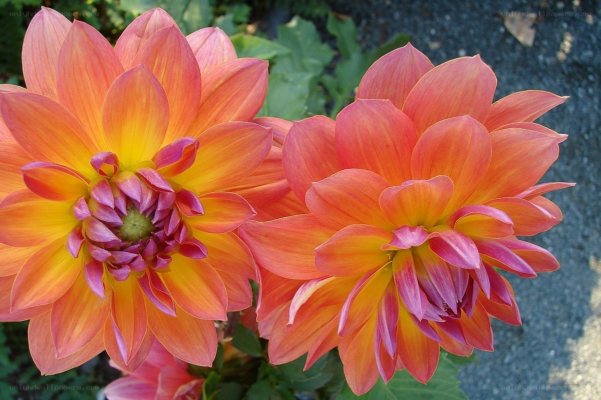 Two vibrant dahlia flowers