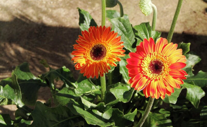Two vibrant gerbera daisies