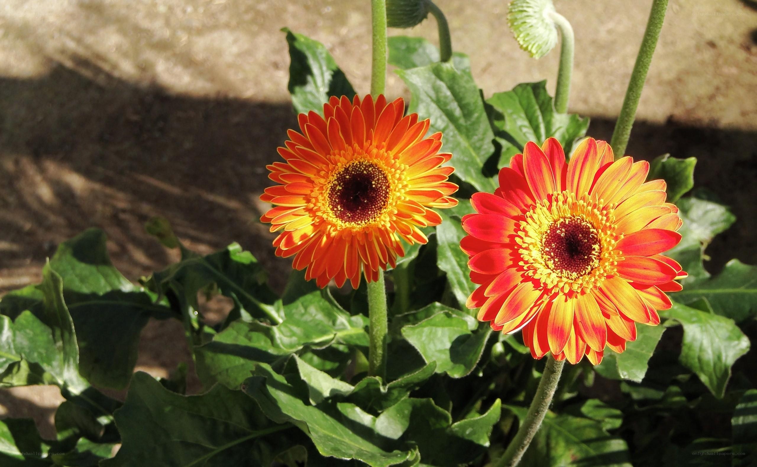 Two vibrant gerbera daisies