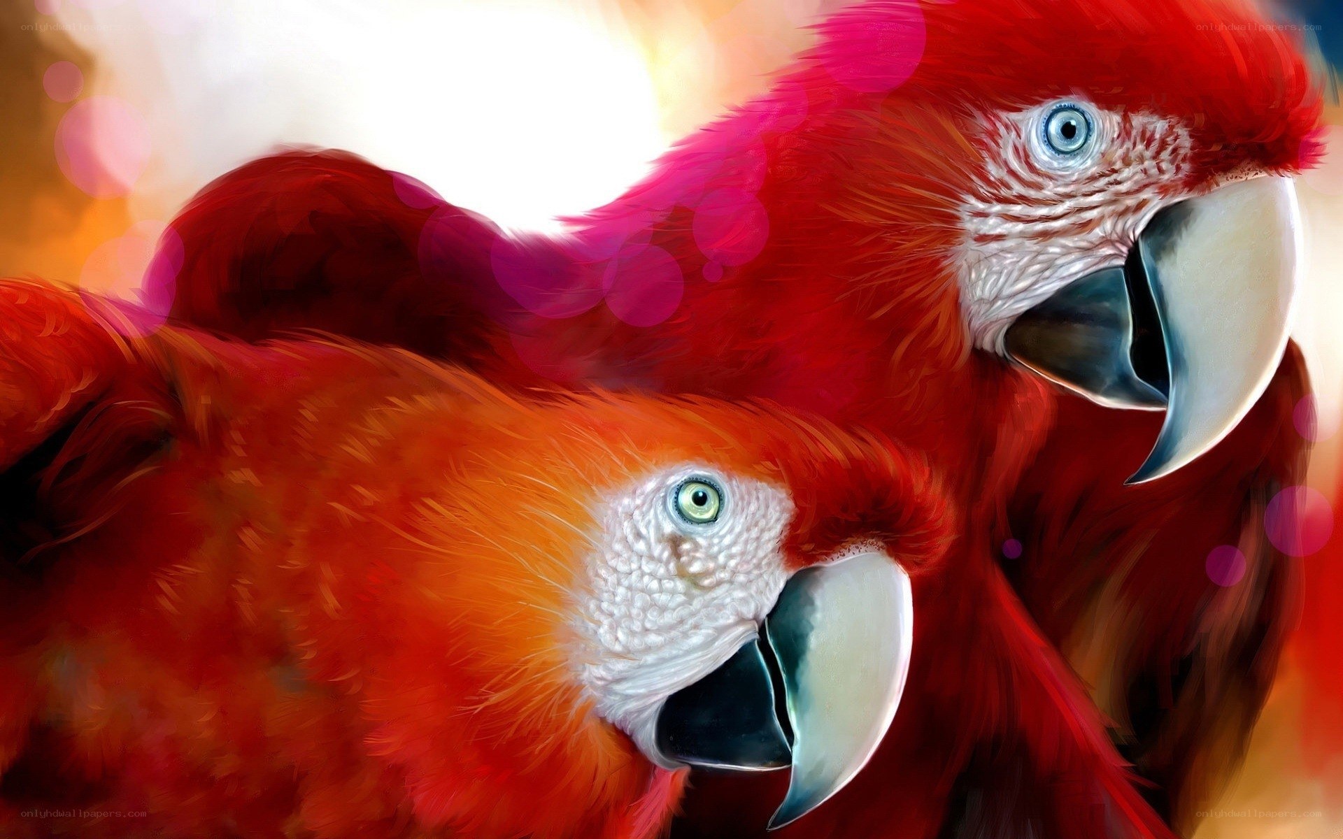 Two vibrant parrots in close-up