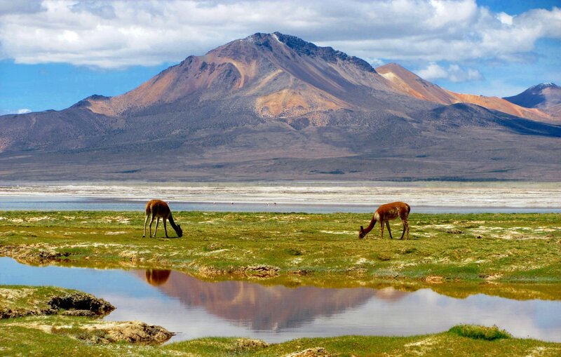 Two Vicunas Grazing