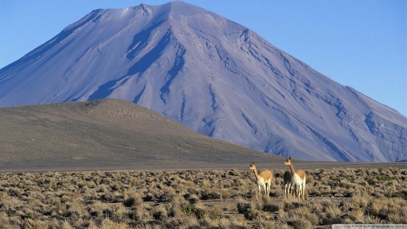 Two Vicunas in Desert