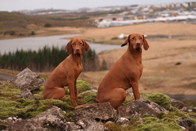 Two Vizsla dogs on a mossy hill