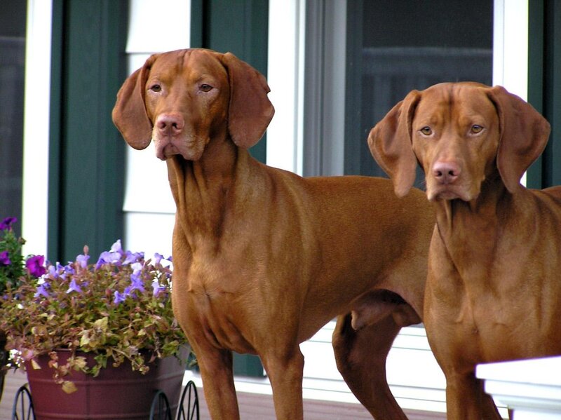 Two Vizsla dogs on a porch
