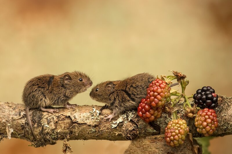 Two Voles on Branch
