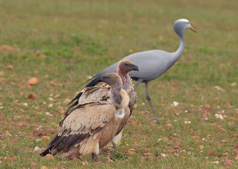 Two Vultures and a Crane