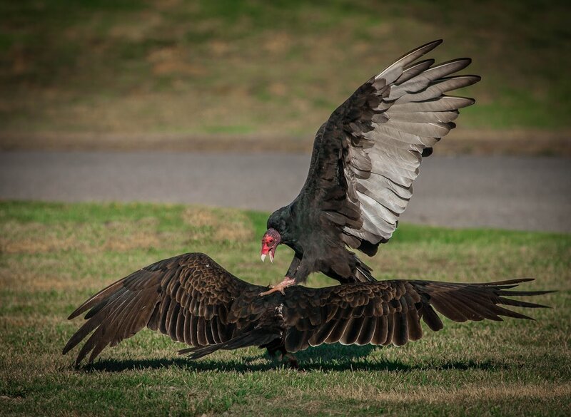 Two Vultures Fighting