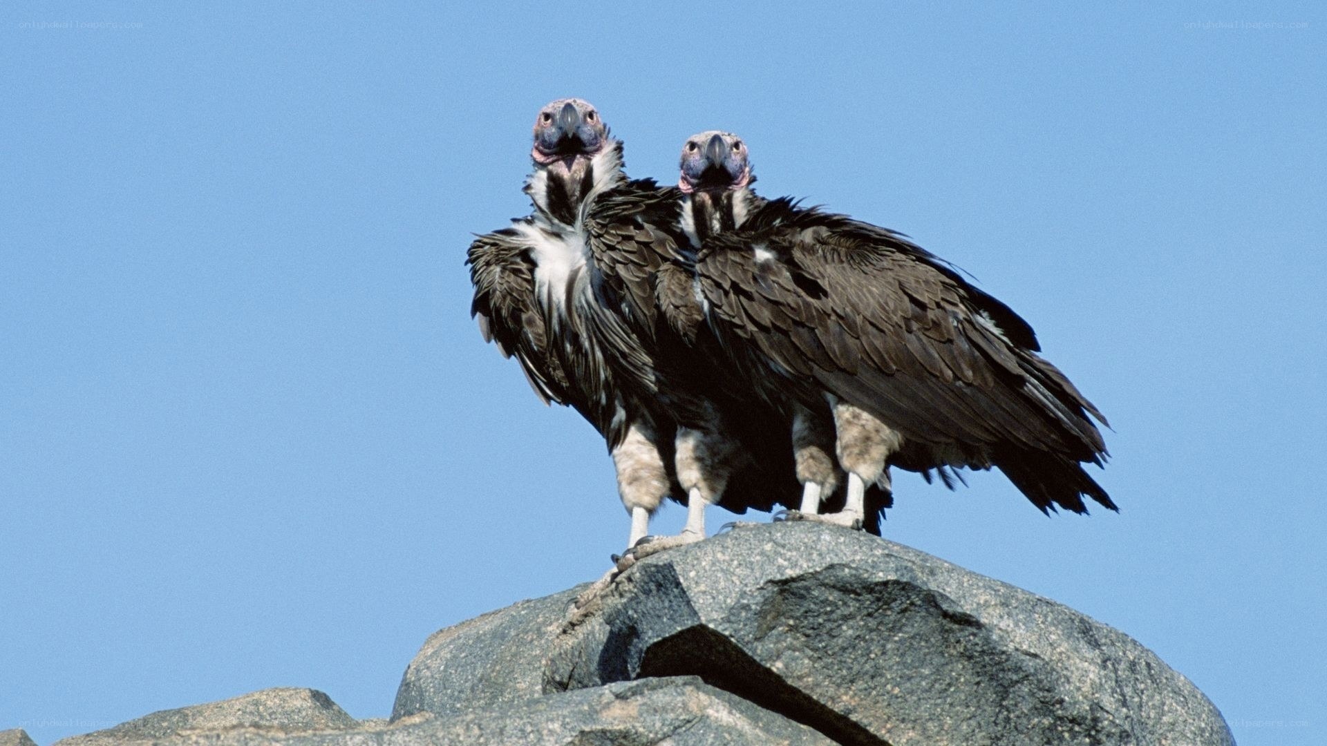 Two vultures on a rock