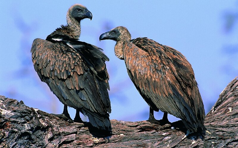 Two vultures on a tree branch
