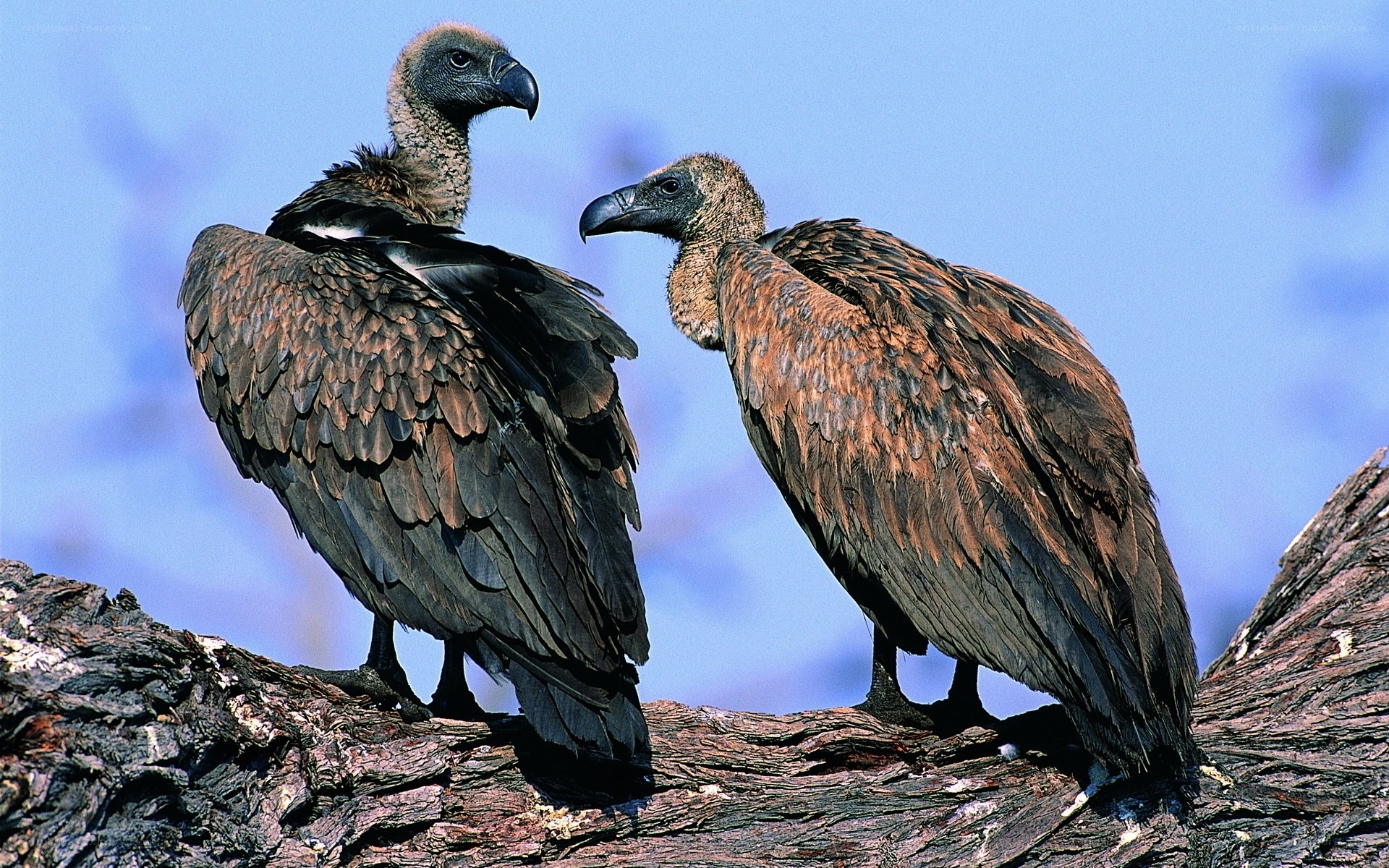 Two vultures on a tree branch