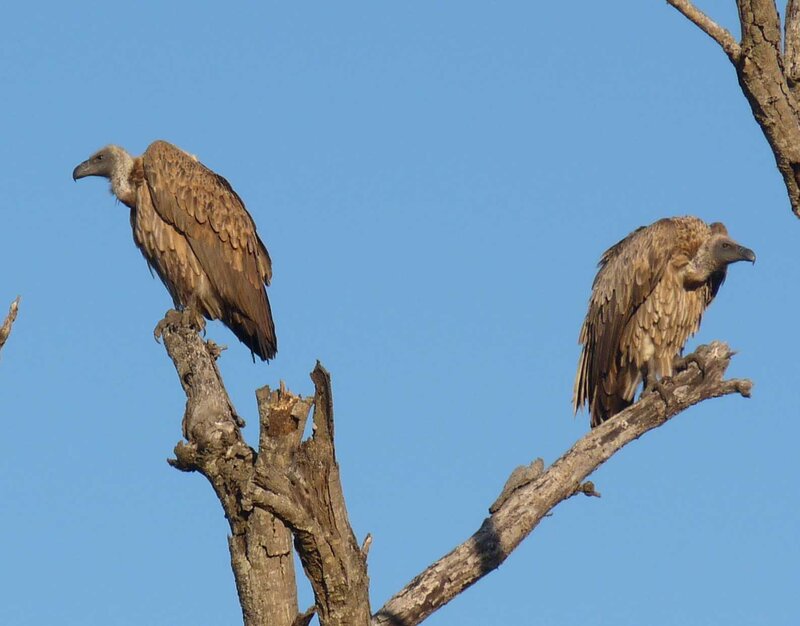Two Vultures on Branch