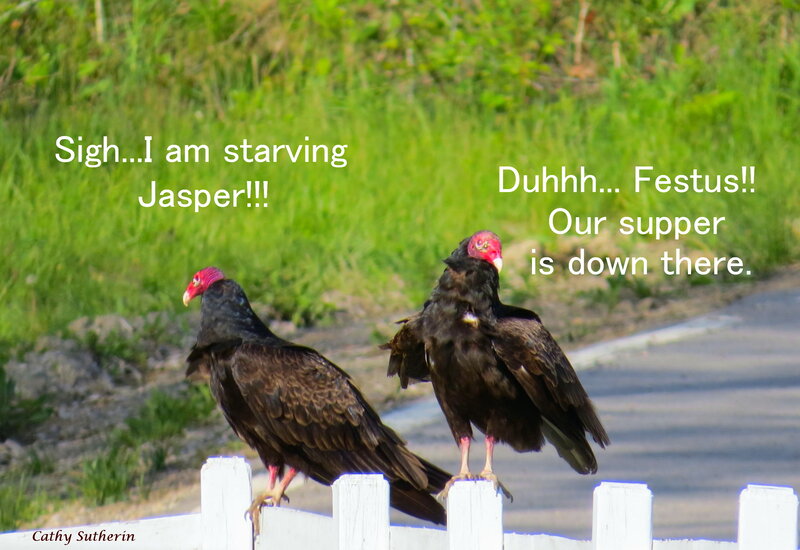 Two Vultures on Fence — Green