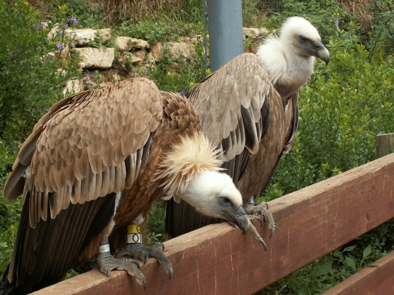 Two Vultures on Fence