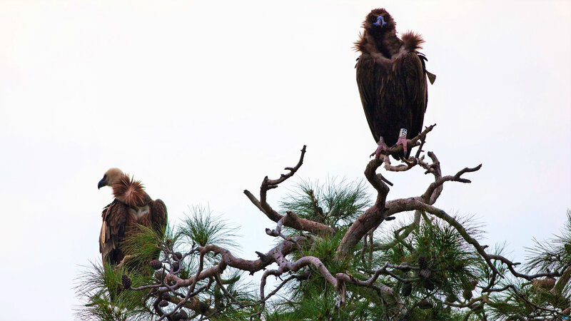 Two Vultures on Tree