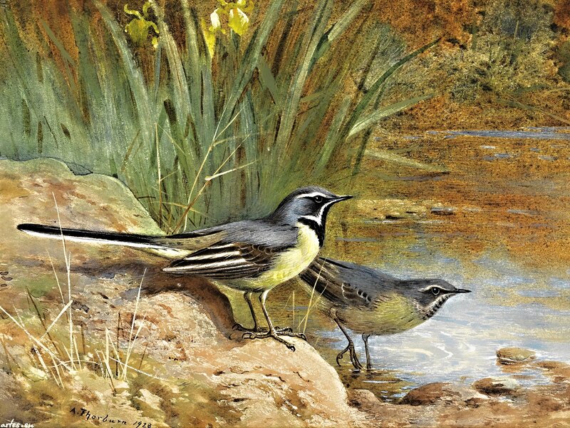 Two Wagtails by Water