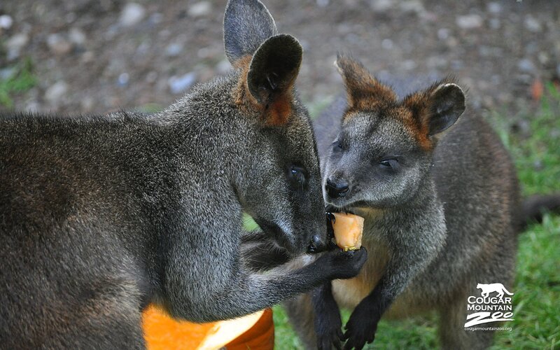 Two wallabies eating fruit