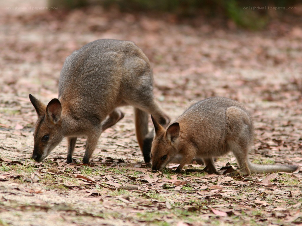 Two wallabies foraging
