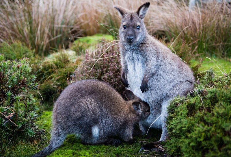 Two wallabies in grassy area