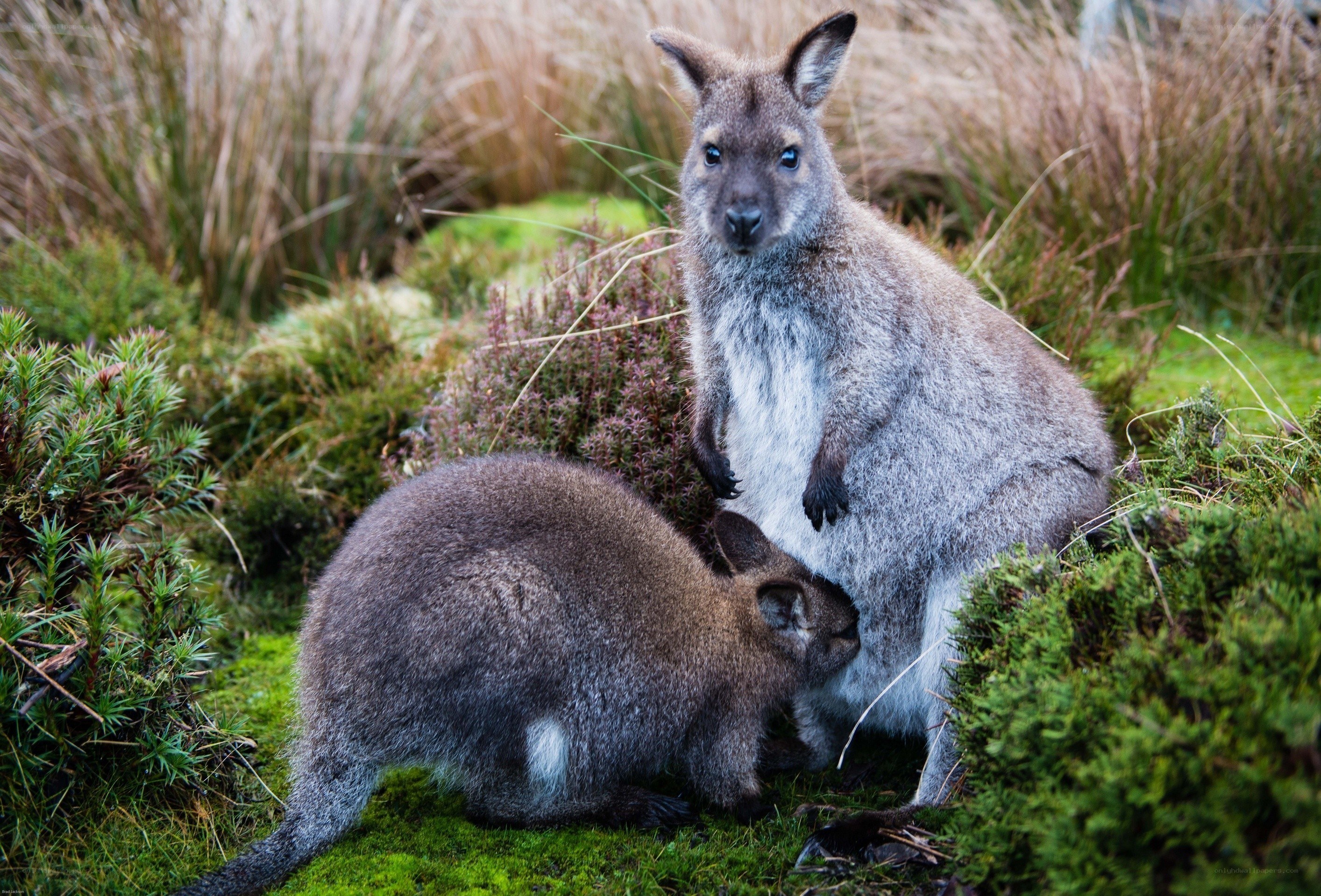 Two wallabies in grassy area
