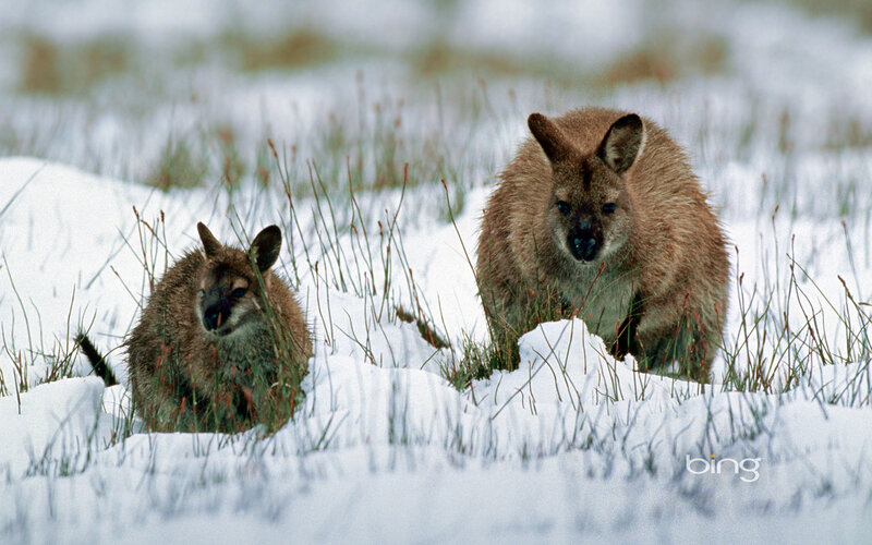 Two Wallabies in Snow