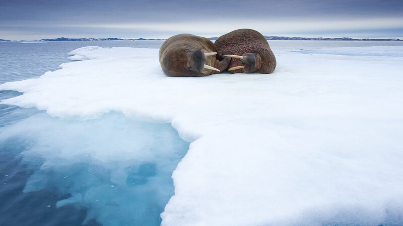 Two Walruses on Ice