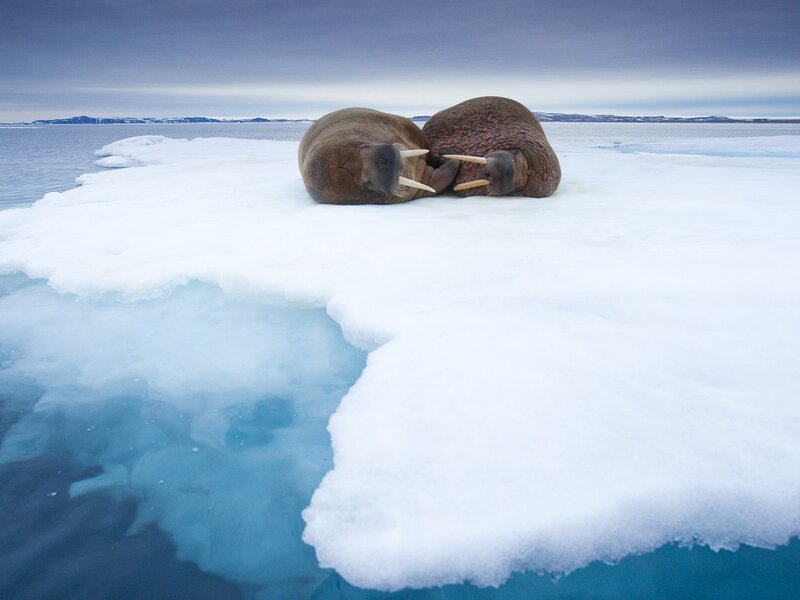 Two Walruses on Ice — White