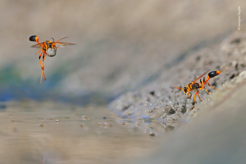 Two Wasps Carrying Mud