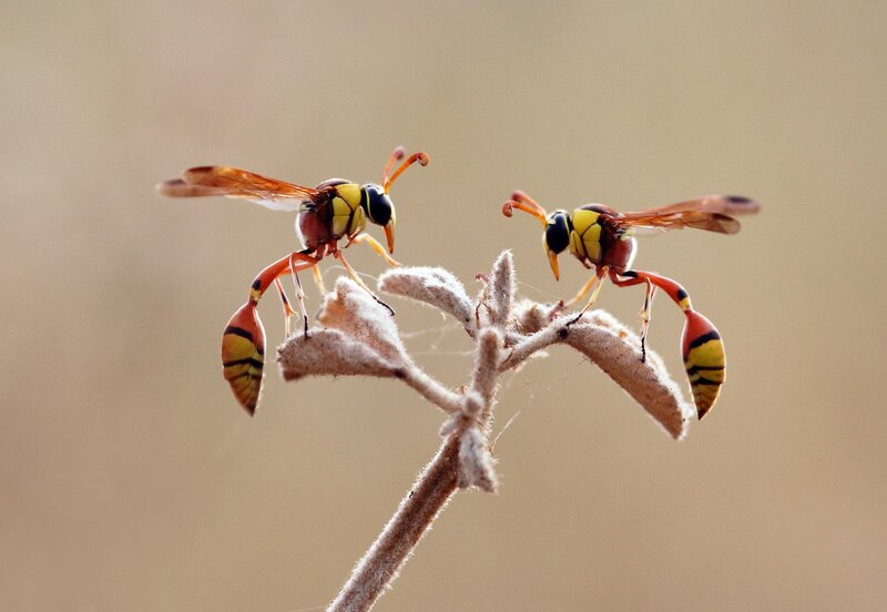 Two Wasps on a Branch