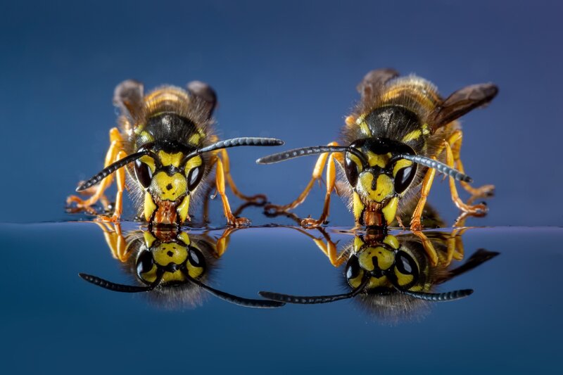Two Wasps on Water