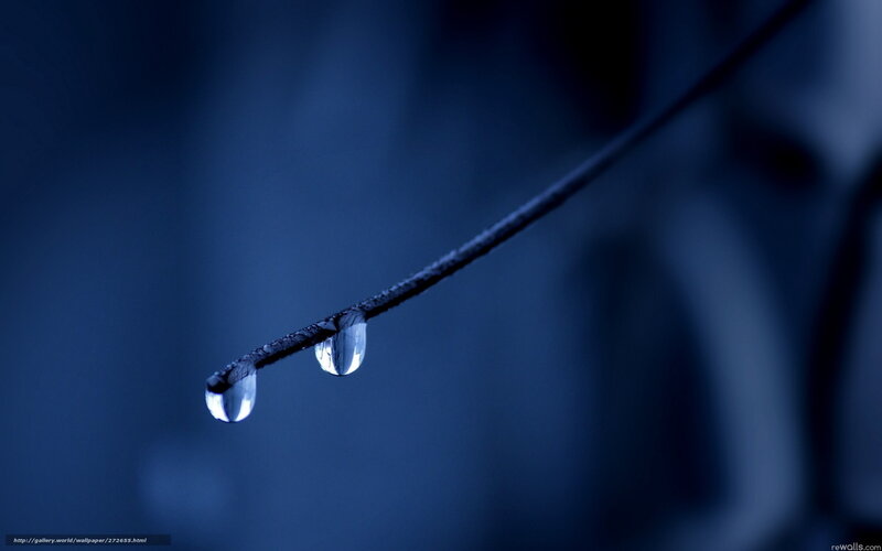 Two Water Droplets on Branch — Blue