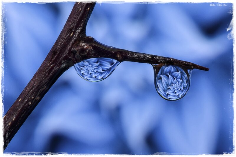 Two Water Droplets on Branch