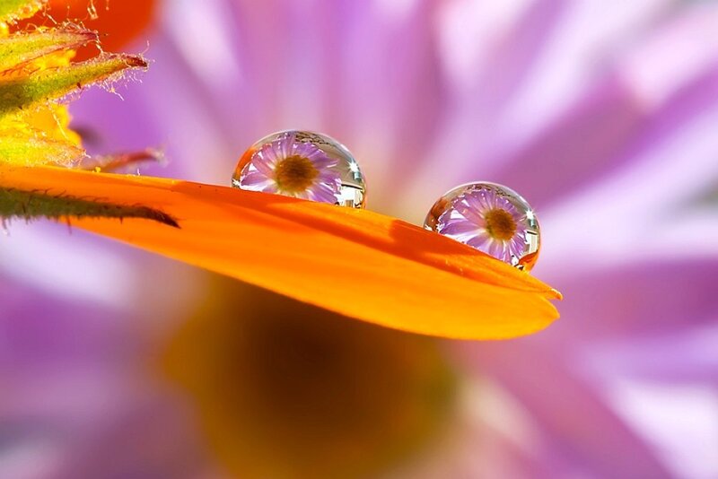 Two Water Droplets on Flower Petal
