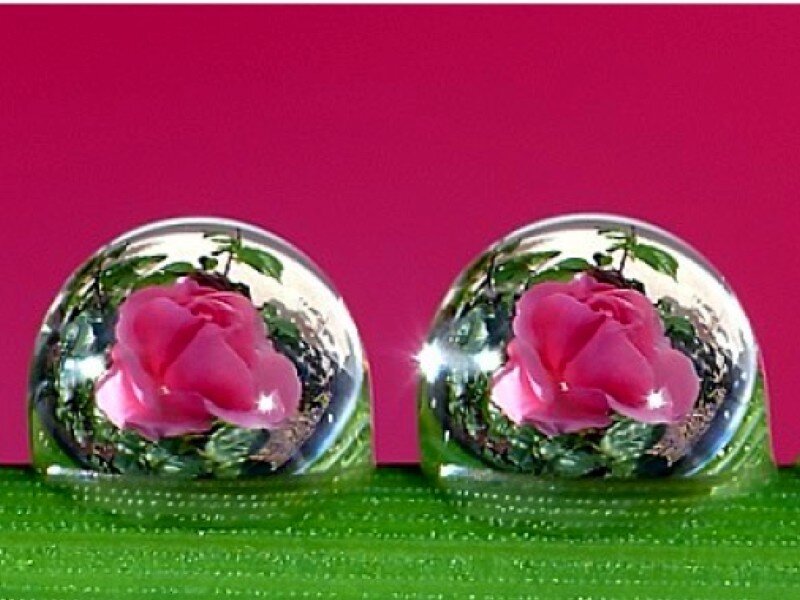 Two Water Droplets on Leaf — Pink