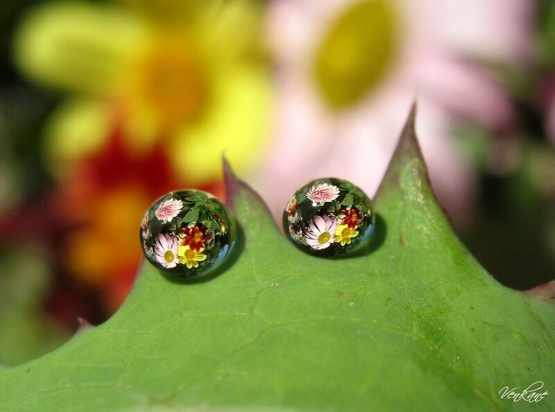Two Water Droplets on Leaf