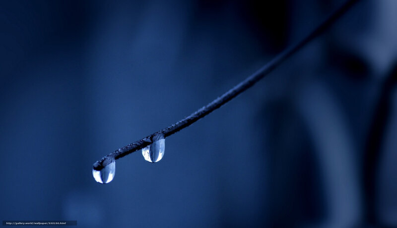 Two Water Droplets on Twig — Blue