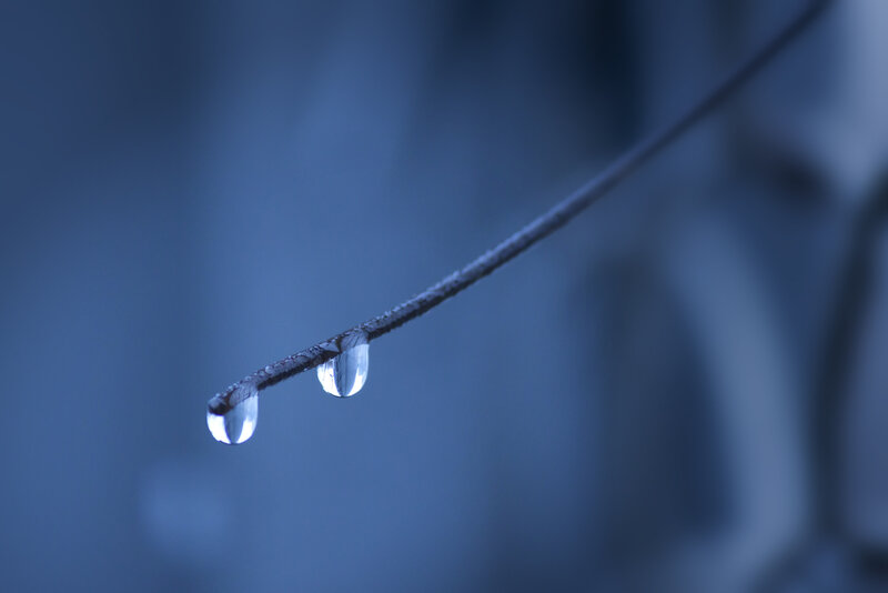 Two Water Droplets on Twig