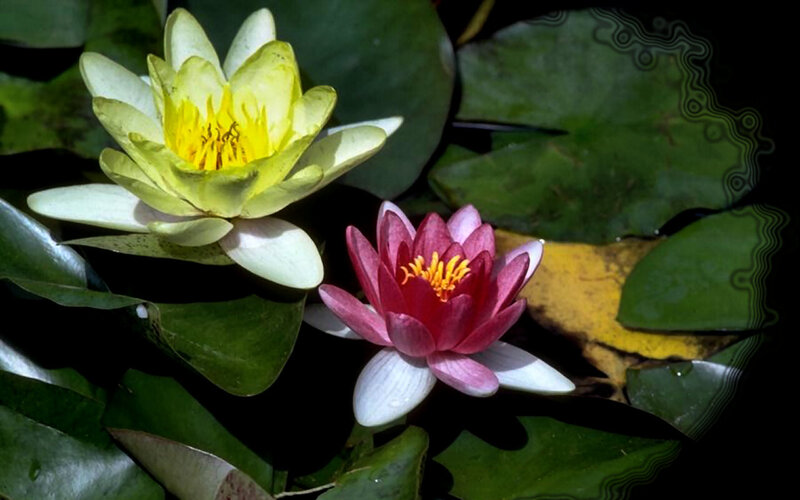 Two Water Lilies