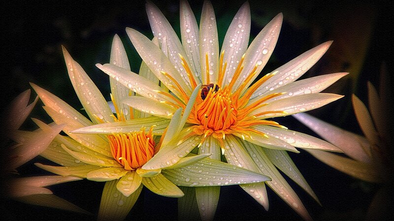 Two Water Lilies with Bee