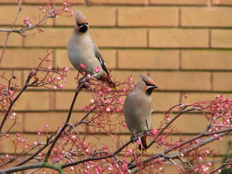 Two waxwings on a berry branch