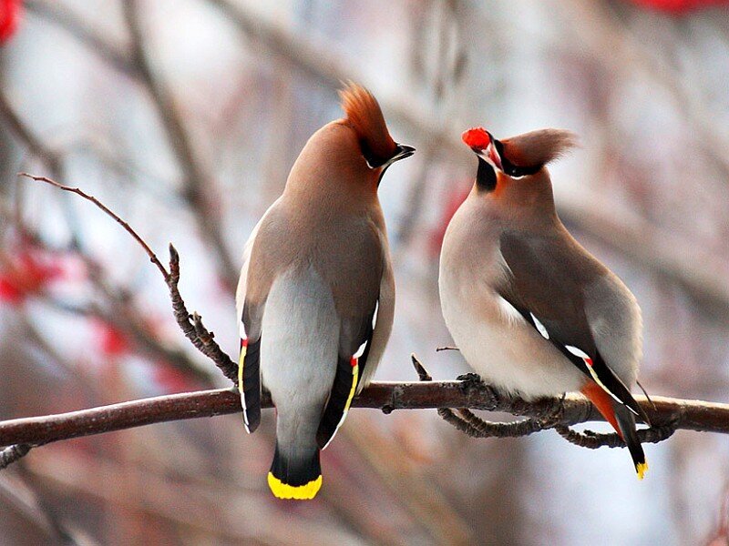 Two waxwings on a branch