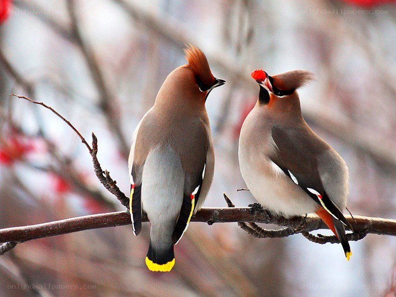 Two waxwings on a branch