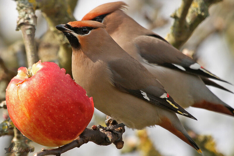Two Waxwings on Apple