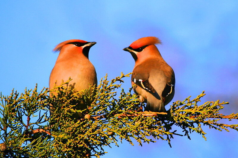 Two Waxwings on Branch — Blue
