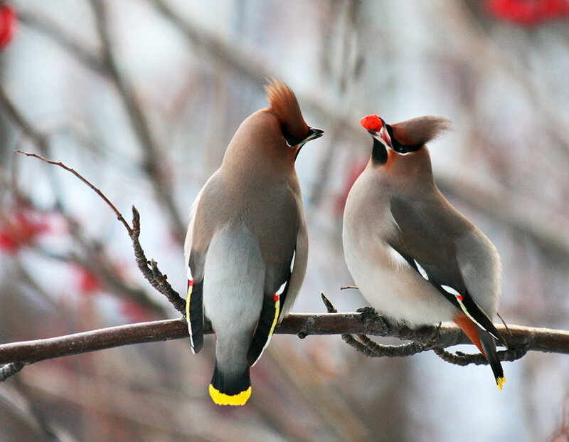 Two Waxwings on Branch — Brown, Calm