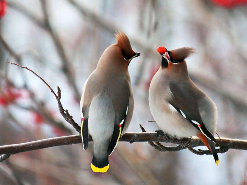 Two Waxwings on Branch — Brown, Calm, Winter