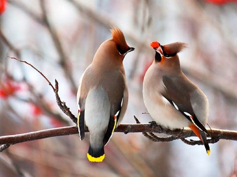 Two Waxwings on Branch — Brown, Serene