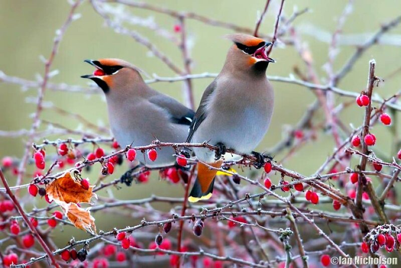 Two Waxwings on Branch — Brown