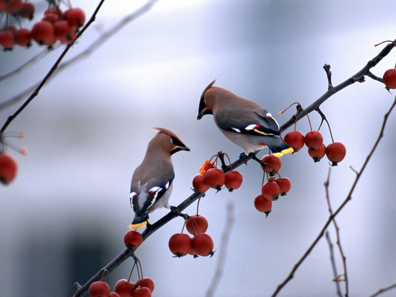 Two Waxwings on Branch